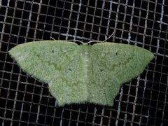 Maxates centrophylla