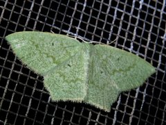 Maxates centrophylla