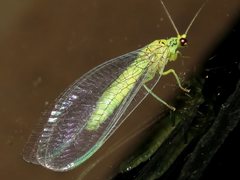 Calochrysa extranea