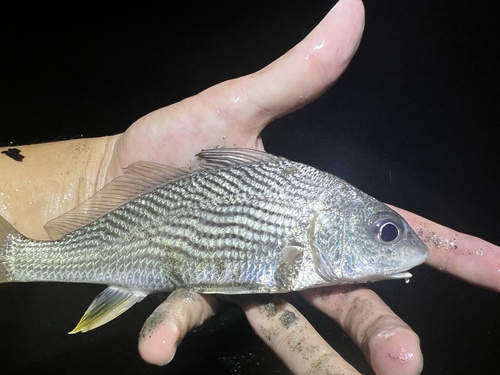 Cortez croaker