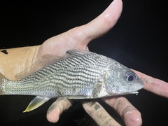 Cortez Croaker photo 2