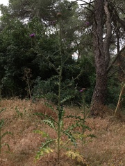 Onopordum cynarocephalum