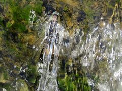 Notoaeschna sagittata