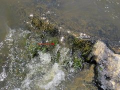 Notoaeschna sagittata