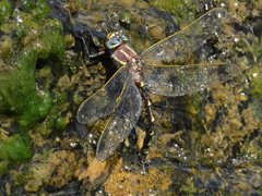 Notoaeschna sagittata