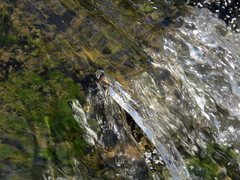 Notoaeschna sagittata