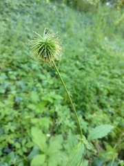 Geum urbanum