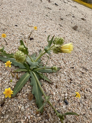 Image of Malacothrix coulteri by (c) Matt Berger, some rights reserved (CC BY)