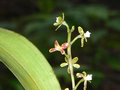 Prosthechea