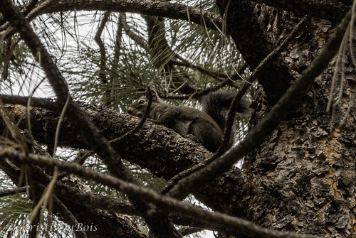 iNaturalist observation 2024-06-20