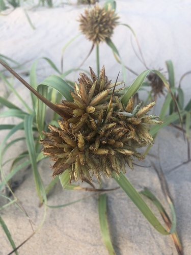 Cyperus crassipes image