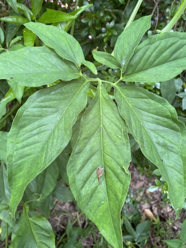 Syngonium angustatum