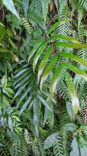 Plenasium banksiifolium (Plenasium banksiifolium)