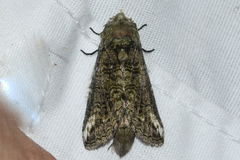 Heterocampa obliqua