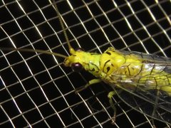 Calochrysa extranea