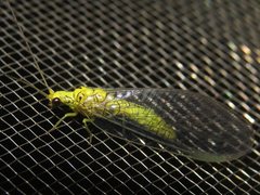 Calochrysa extranea