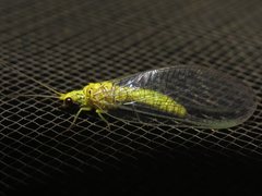 Calochrysa extranea