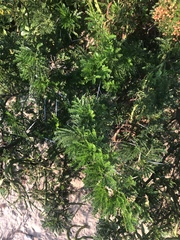 Vachellia kosiensis