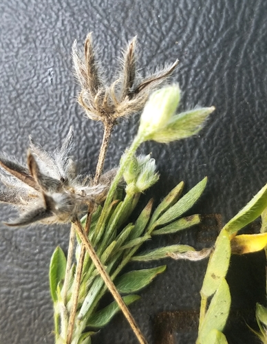 Wright's milkvetch (Astragalus wrightii)