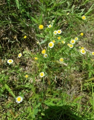 Erigeron geiseri