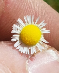 Erigeron geiseri