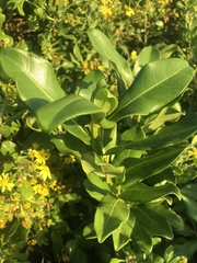 Ficus burtt-davyi image