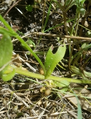 Erigeron geiseri
