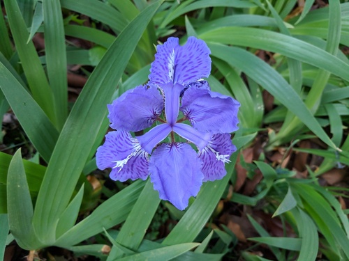 Wall Iris (Iris tectorum)