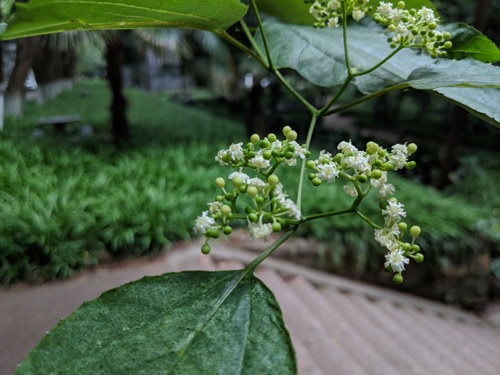 Hovenia acerba, photograph 2