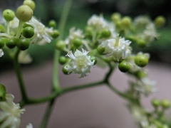 Hovenia acerba, photograph (c) Jiao Sun (孙娇), some rights reserved (CC BY)