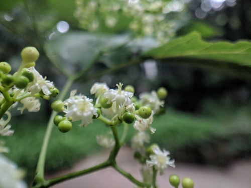 Hovenia acerba, photograph 4