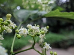 Hovenia acerba, photograph (c) Jiao Sun (孙娇), some rights reserved (CC BY)