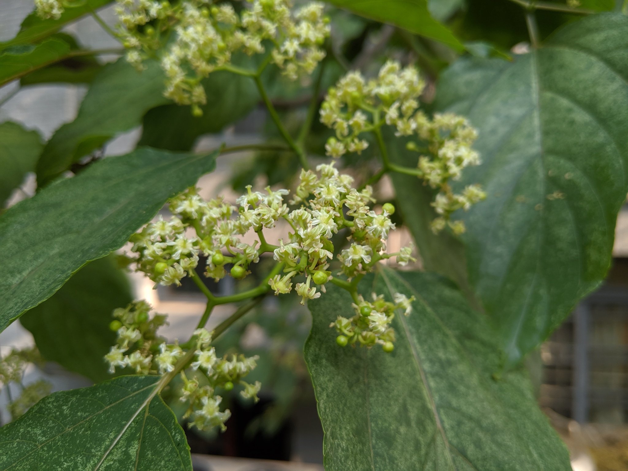Hovenia acerba