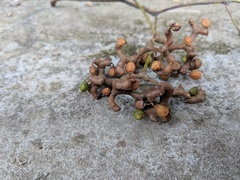 Hovenia acerba