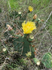Opuntia pyrocarpa