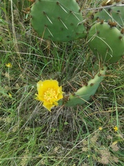 Opuntia pyrocarpa