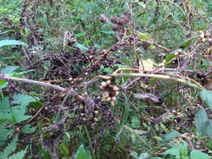 Cuscuta lupuliformis