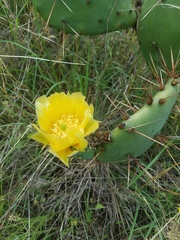 Opuntia pyrocarpa