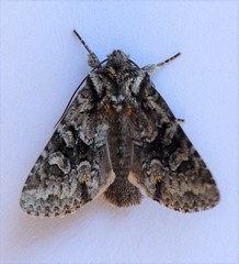 Lacinipolia cuneata