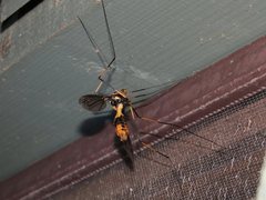 Leptotarsus imperatorius