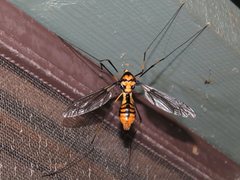 Leptotarsus imperatorius