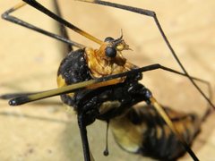 Leptotarsus imperatorius