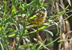 Neurocordulia xanthosoma