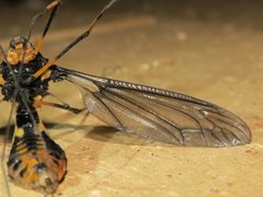 Leptotarsus imperatorius