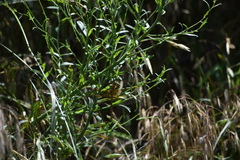 Neurocordulia xanthosoma