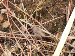 Haplotropis brunneriana