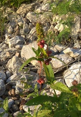 Cuscuta lupuliformis