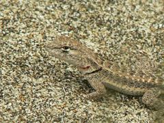 Microlophus occipitalis