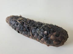 Piceomphale bulgarioides