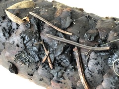 Piceomphale bulgarioides